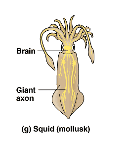 Splorn The evolution of myelin – Prof G's MS Blog Archive